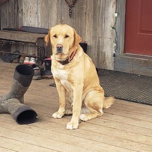 Meet your Posher, Janelle